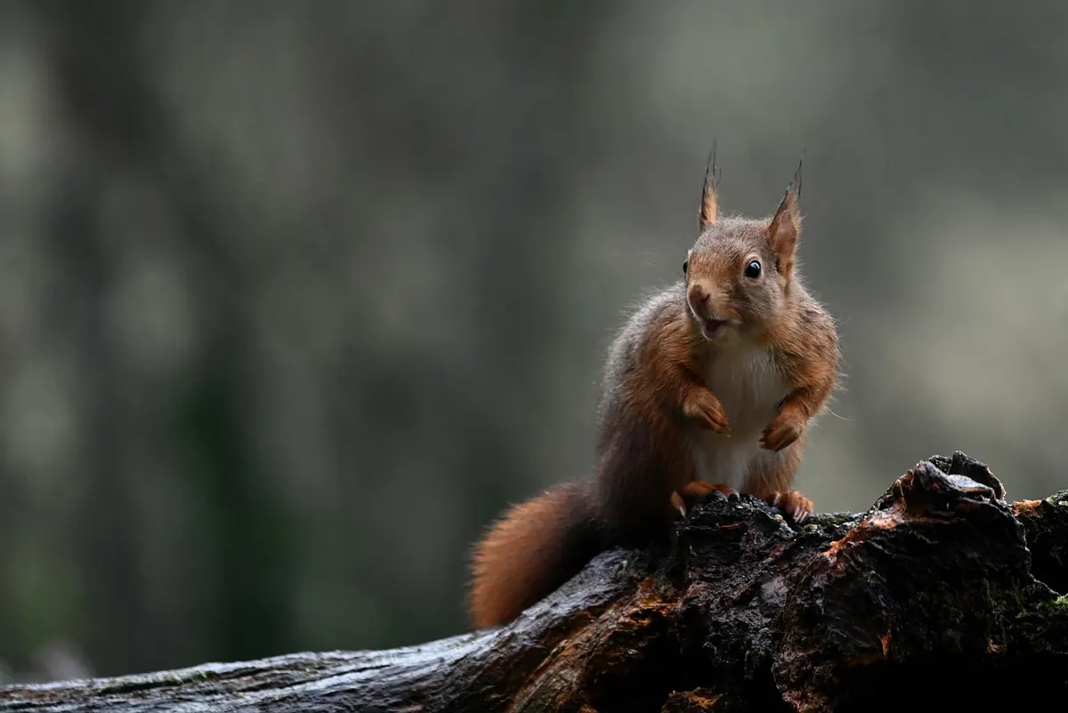 Brownsea Island Wildlife Guide: Red Squirrels, Birds and When to Visit
