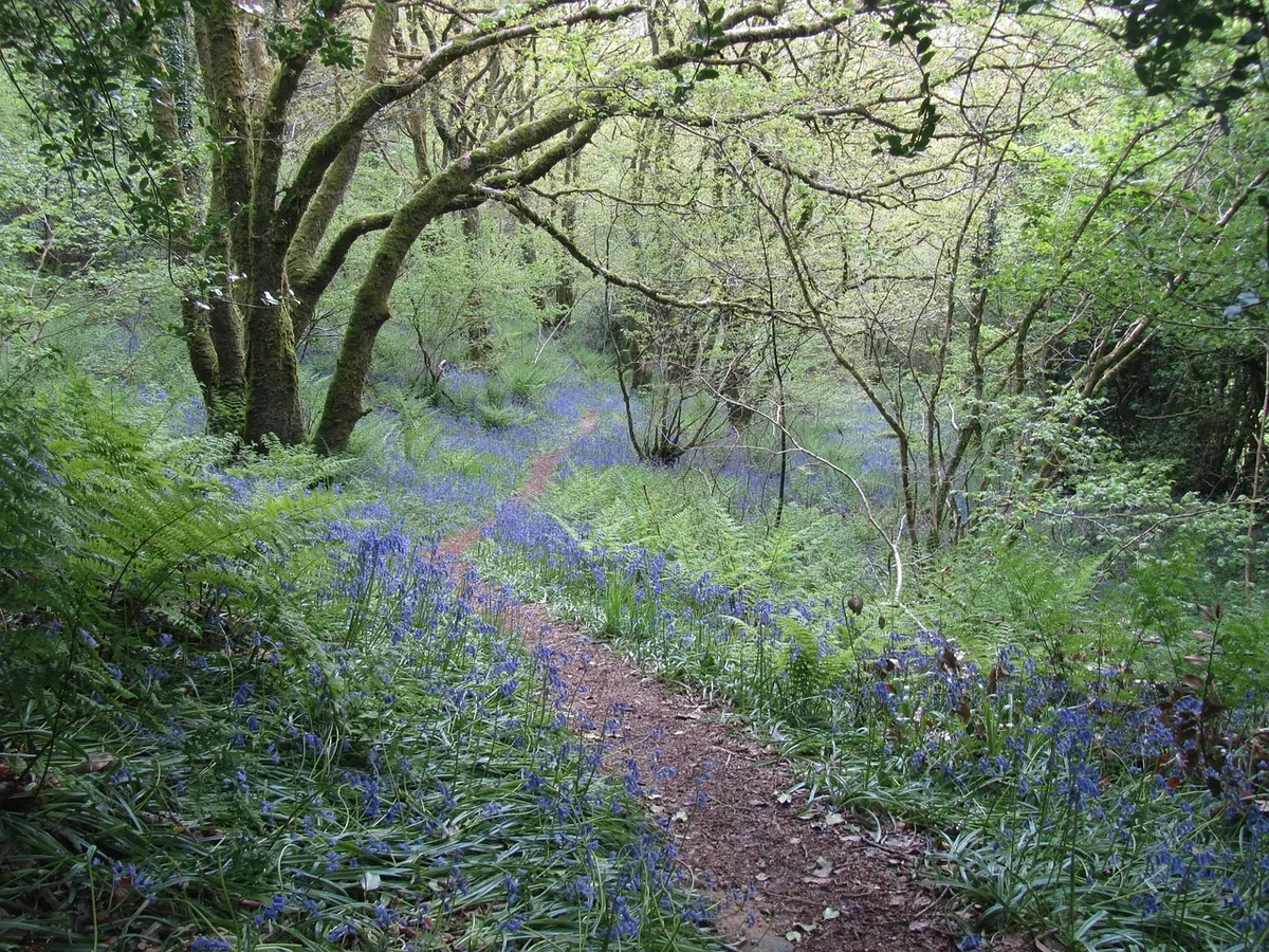 Dorset in Spring: Best Bluebell Woods and Coastal Walks